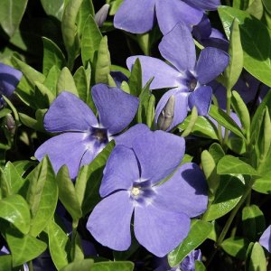 Zimozeleň menšia - Vinca Minor, kont. P9